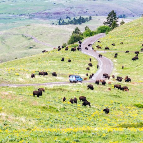 National Bison Range